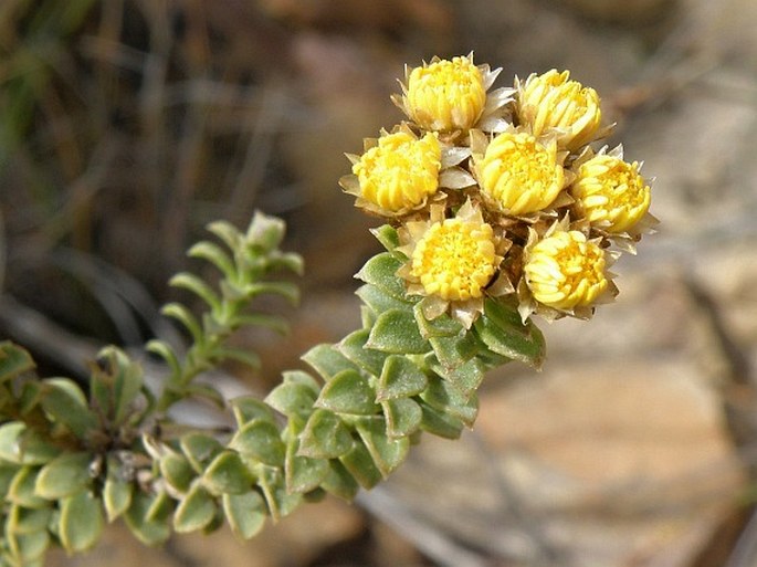 ATHANASIA QUINQUEDENTATA Thunb.