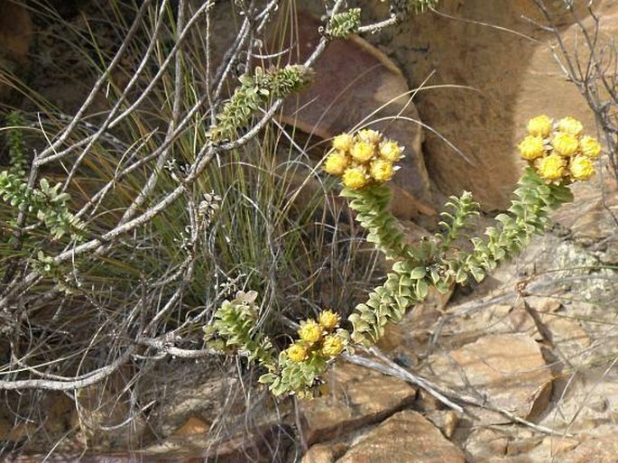 Athanasia quinquedentata