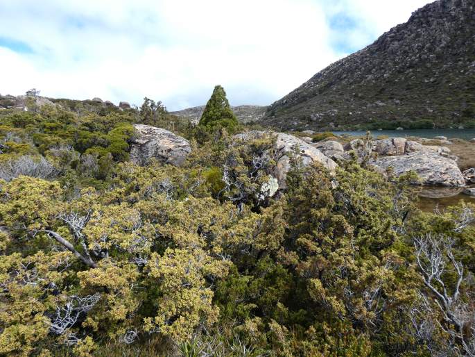 Athrotaxis cupressoides