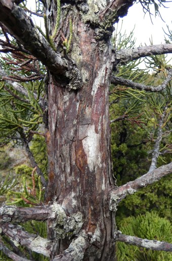 Athrotaxis cupressoides