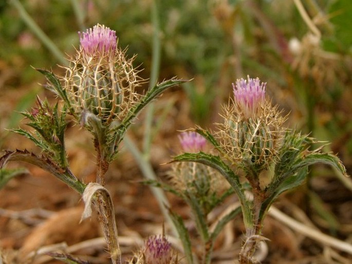 ATRACTYLIS CANCELLATA L. – bádel