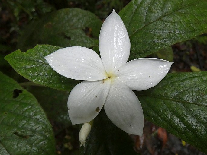 Atractocarpus hirtus