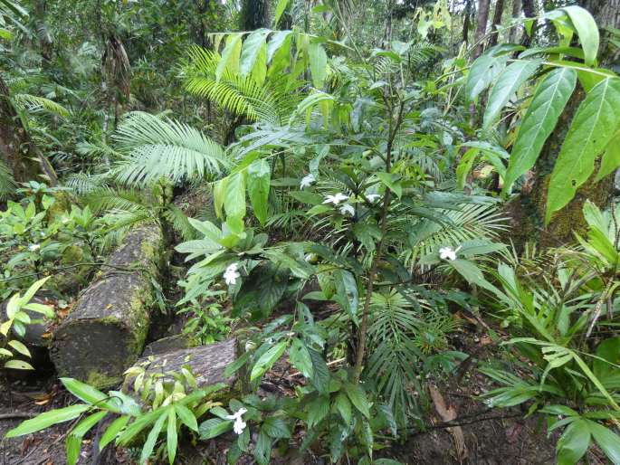 Atractocarpus hirtus