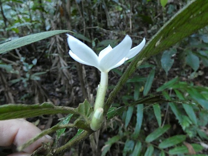 Atractocarpus hirtus