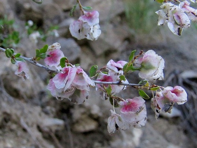 ATRAPHAXIS SPINOSA L.