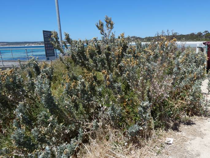 Atriplex cinerea