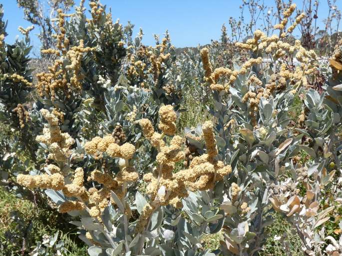 Atriplex cinerea