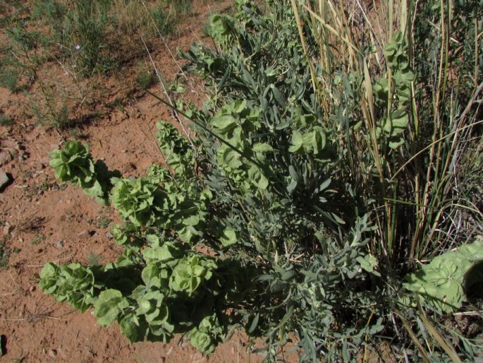 Atriplex canescens