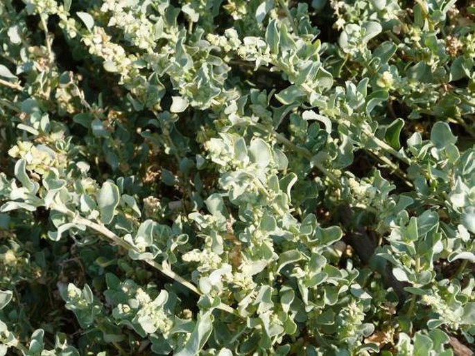 Atriplex perrieri