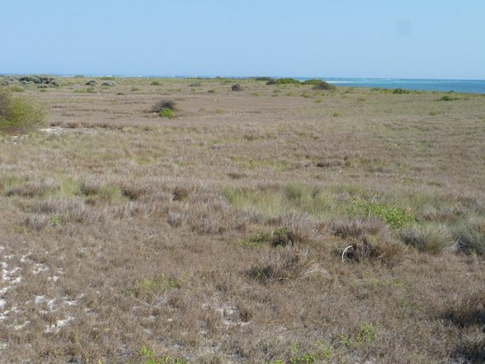 Atriplex perrieri