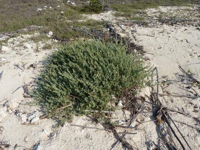 Atriplex perrieri