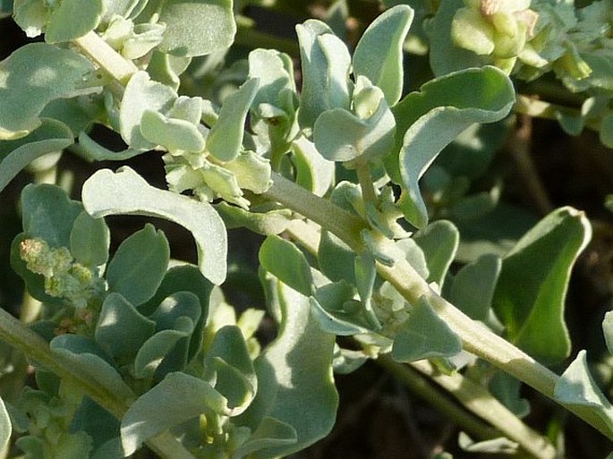 Atriplex perrieri