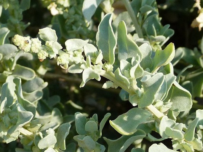 ATRIPLEX PERRIERI Leandri – lebeda / loboda