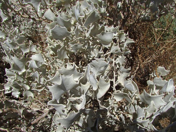 ATRIPLEX HYMENELYTRA (Torr.) S. Watson – lebeda / loboda