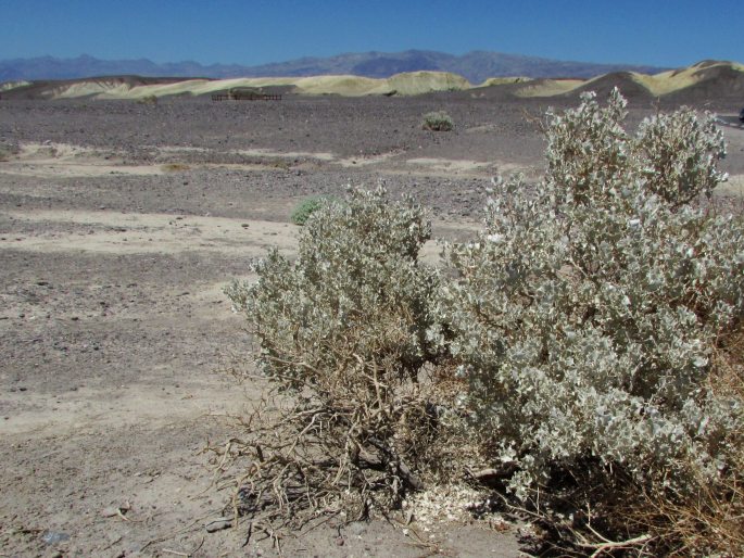 Atriplex hymenelytra
