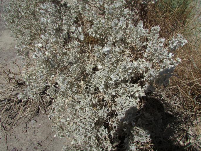 Atriplex hymenelytra