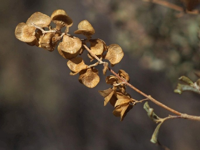 Atriplex lampa