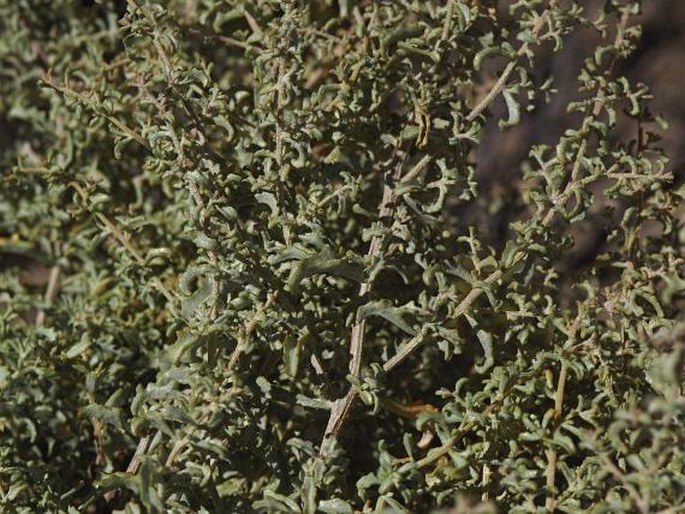 Atriplex lampa