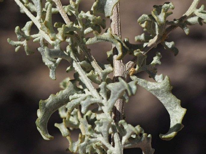 Atriplex lampa