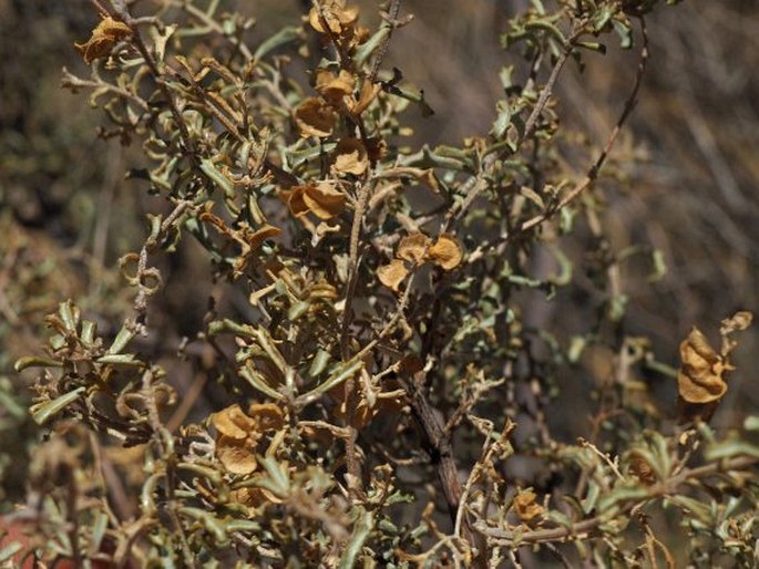 Atriplex lampa