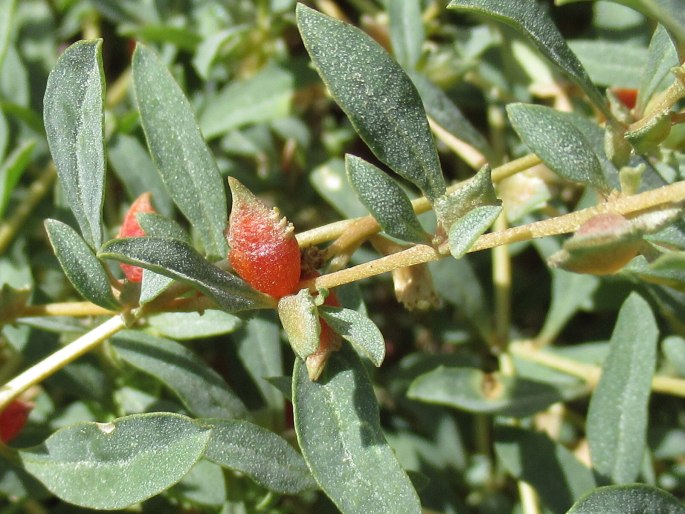 Atriplex semibaccata