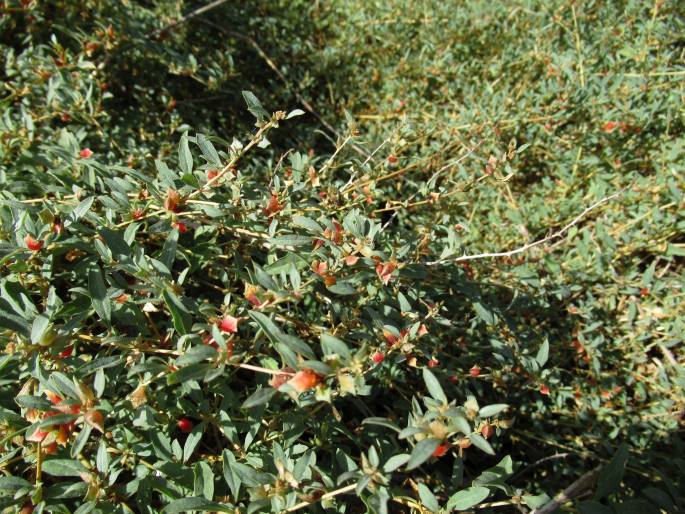 Atriplex semibaccata