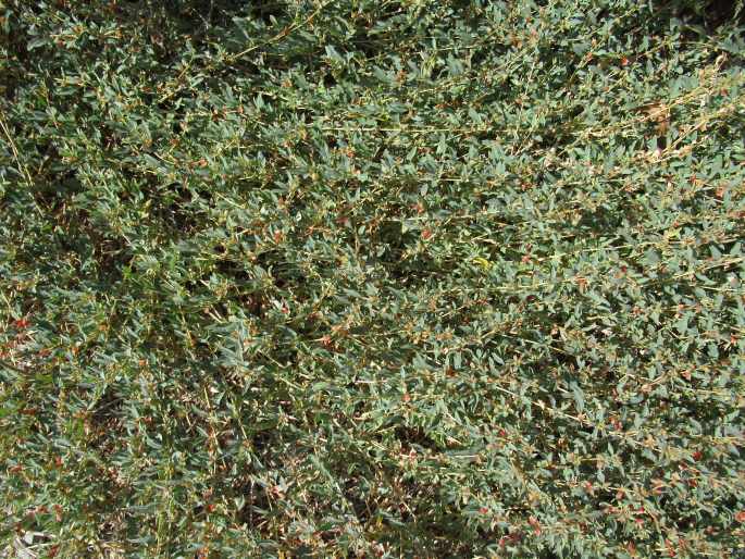 Atriplex semibaccata