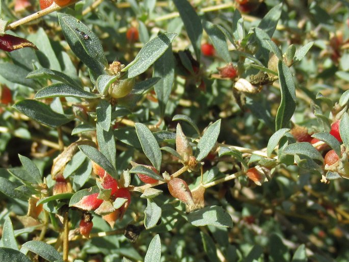 Atriplex semibaccata