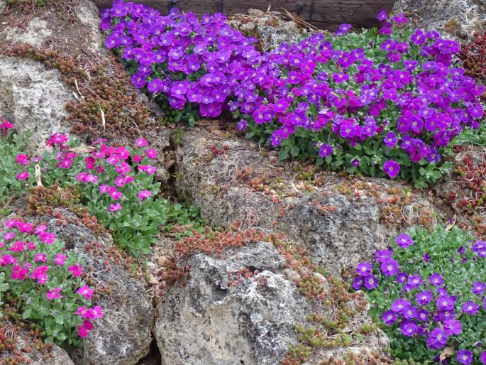 Aubrieta ×cultorum