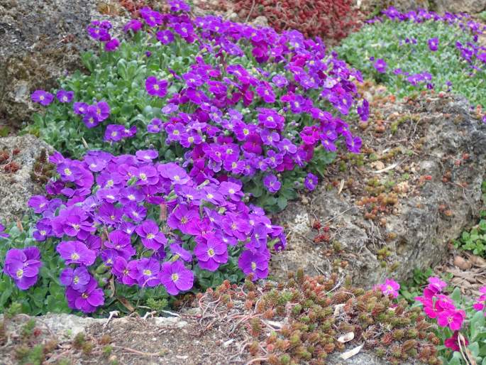 Aubrieta ×cultorum