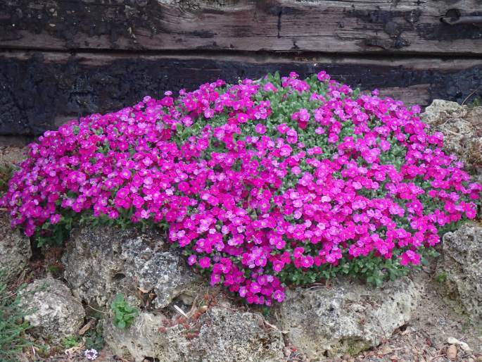 Aubrieta ×cultorum