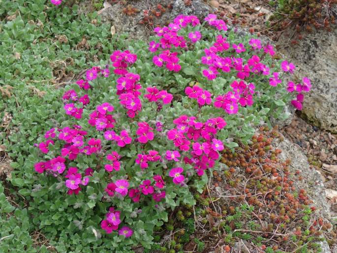 Aubrieta ×cultorum