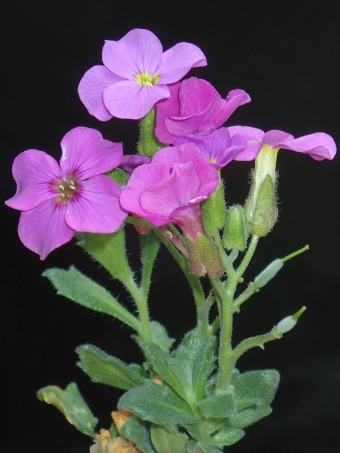 Aubrieta ×cultorum