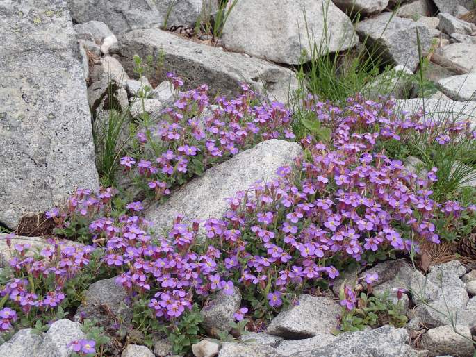 Aubrieta gracilis