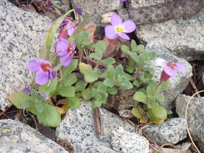 Aubrieta gracilis