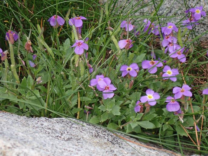 Aubrieta gracilis