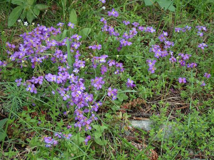 Aubrieta gracilis