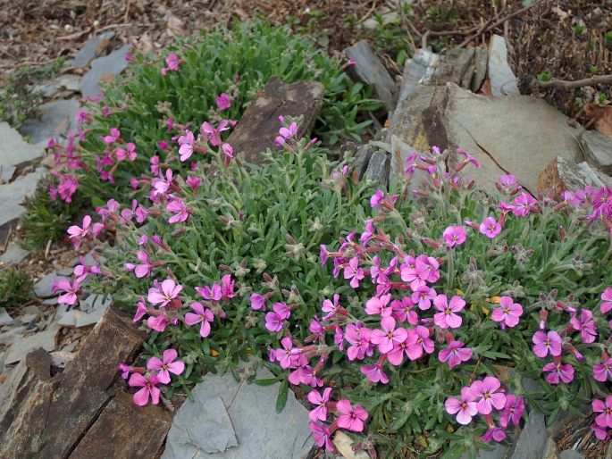 Aubrieta pinardi