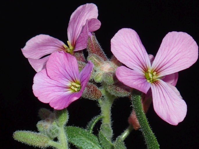 Aubrieta pinardi