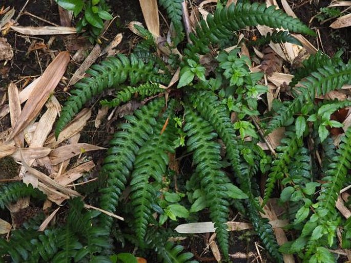 BLECHNUM MOCHAENUM G. Kunkel - žebrovice / rebrovka ...