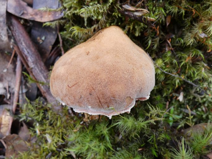 Austroboletus occidentalis