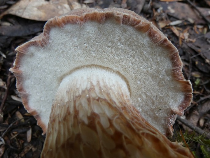 Austroboletus occidentalis