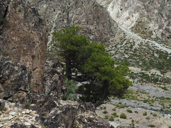 Austrocedrus chilensis