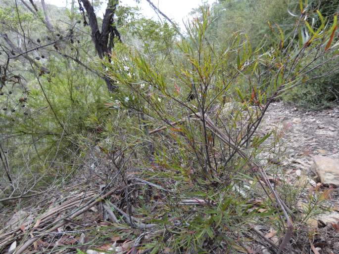 Austromyrtus tenuifolia