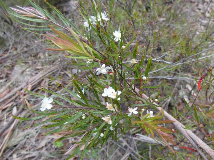 Austromyrtus tenuifolia