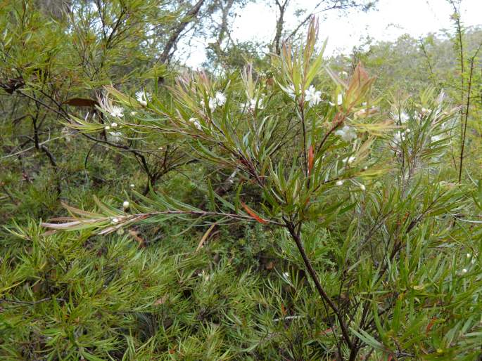 Austromyrtus tenuifolia