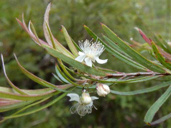 Austromyrtus tenuifolia