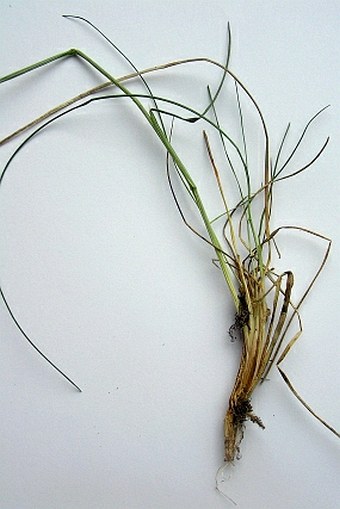 Helictochloa pratensis