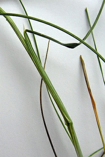 Helictochloa pratensis