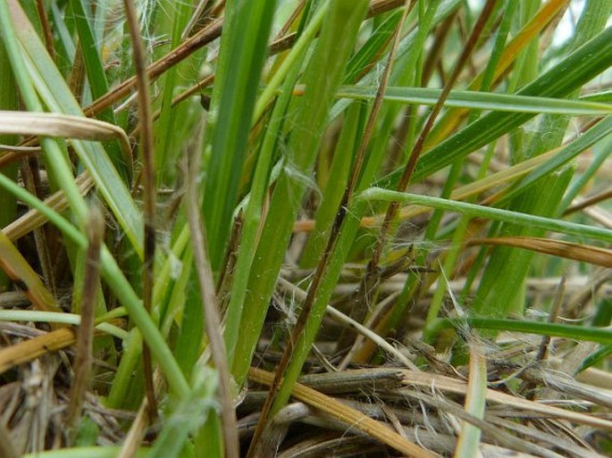 Helictochloa pratensis